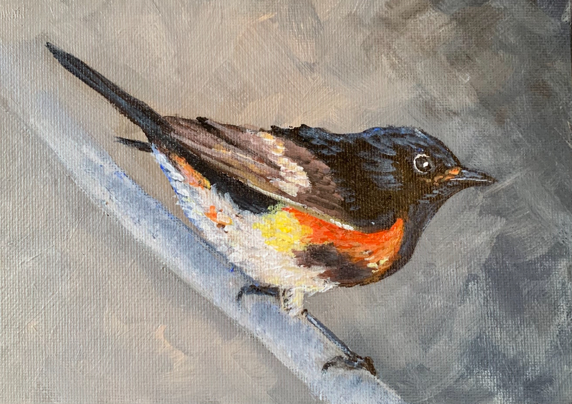 redstart painting