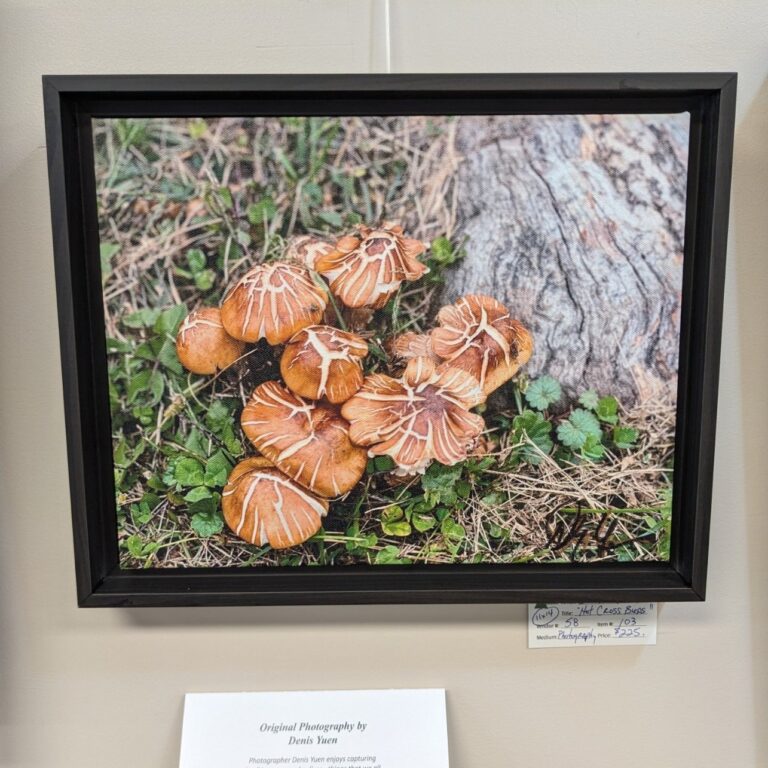 Photograph of mushrooms