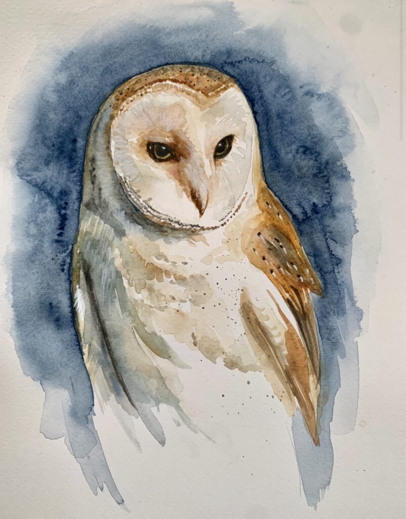 Barn owl